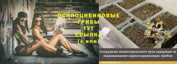 индика Абаза